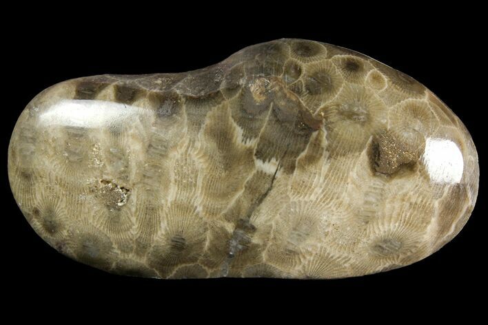 Polished Petoskey Stone (Fossil Coral) - Michigan #156117